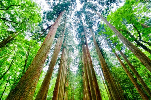 知財で築く独自性：地方建設会社の技術ブランディング戦略