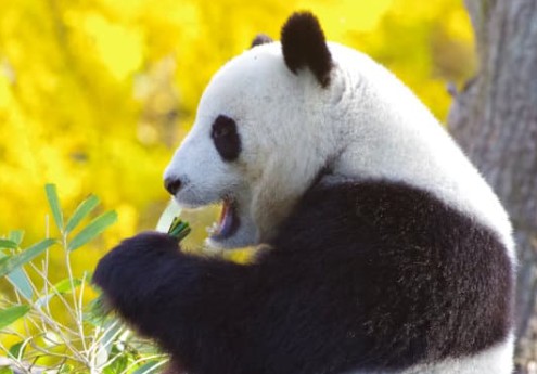 国境を越える知的財産戦略：中国での権利行使とその成果