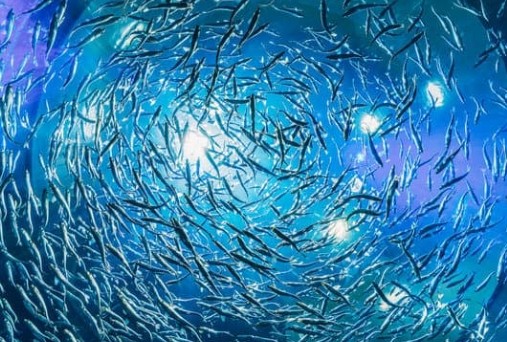 自然から学ぶAIの知財戦略：Sakana AIの革新的な挑戦