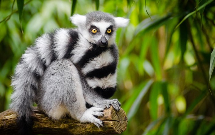 感情とつながるゲーム体験を技術で守る∶任天堂が“愛着”を知財化した理由