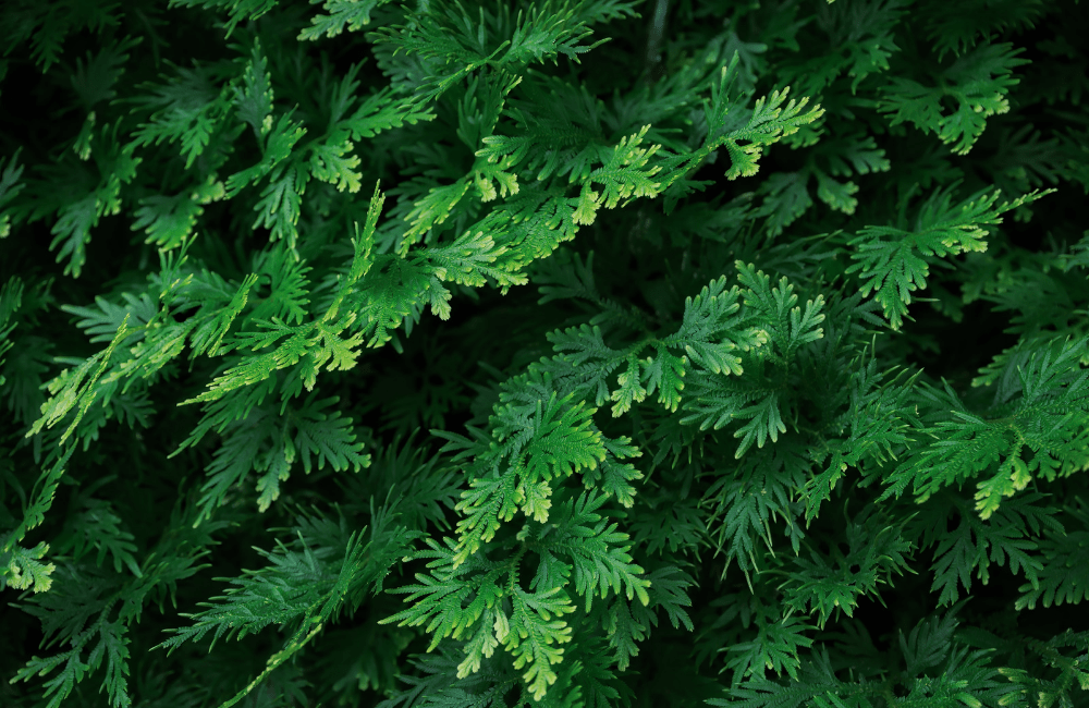 半導体王者の知財戦略：インフィニオンが描く脱炭素の未来